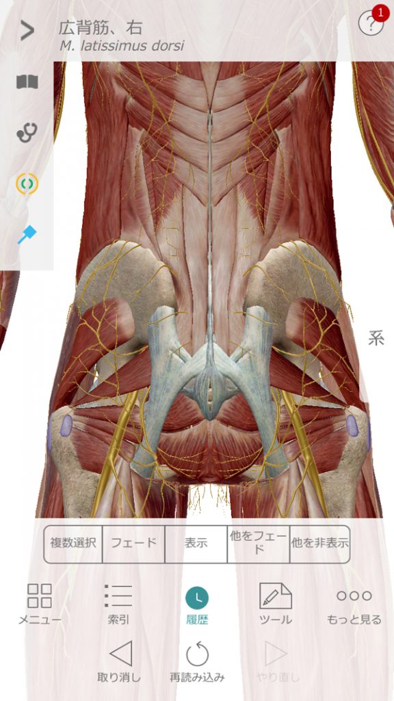 広島の腰痛治療の整体院-コルセットは危険img_0601