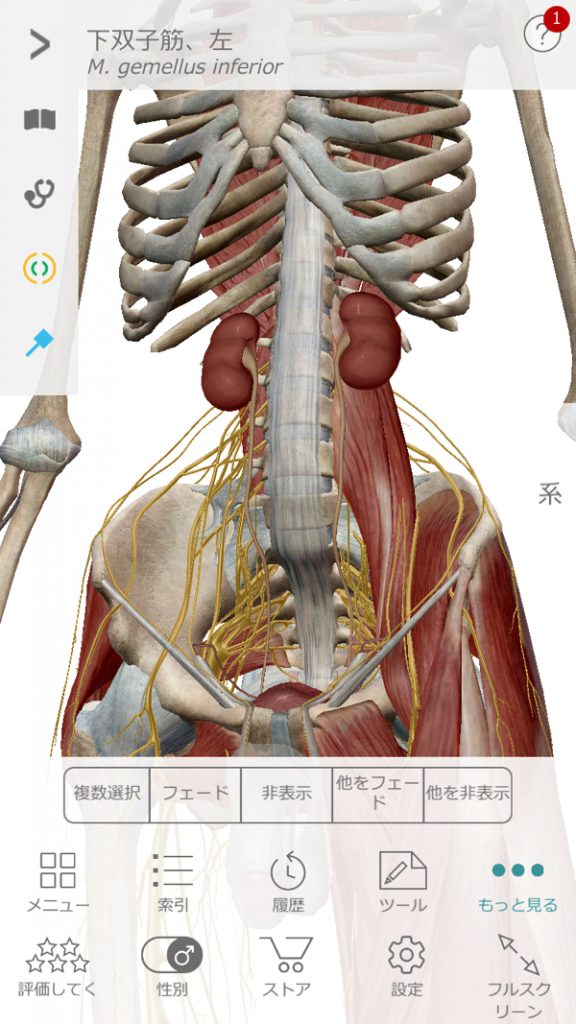 広島の腰痛治療の整体院-コルセットは危険img_0603